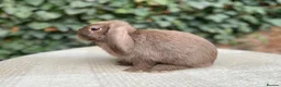 Mini Lop rabbits for sale: Baby Mini Lop bunnies for sale  - Advert 2