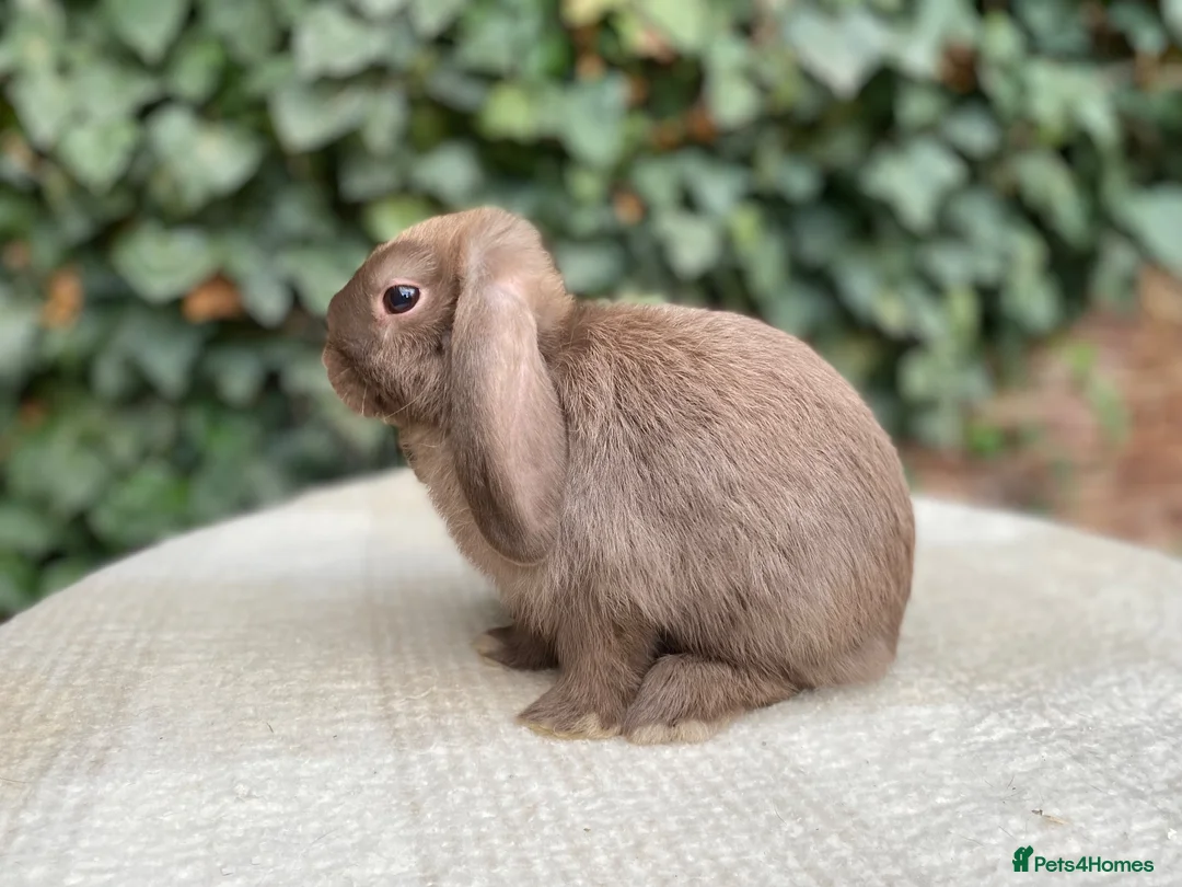 Mini Lop rabbits for sale: Baby Mini Lop bunnies for sale  - Advert 2