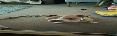 Staffordshire Bull Terrier 1