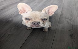 French Bulldog dogs for sale: 6 month old French bulldog - Image 1