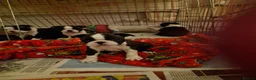 Boston Terrier dogs for sale: Beautifully bred  in Millom - Advert 2