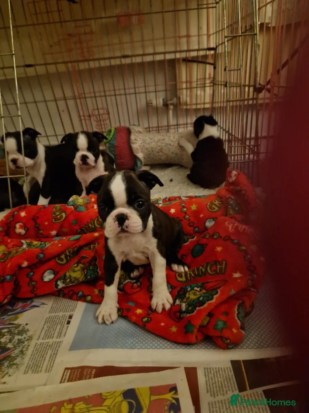 Boston Terrier dogs for sale: Beautifully bred  in Millom - Advert 2