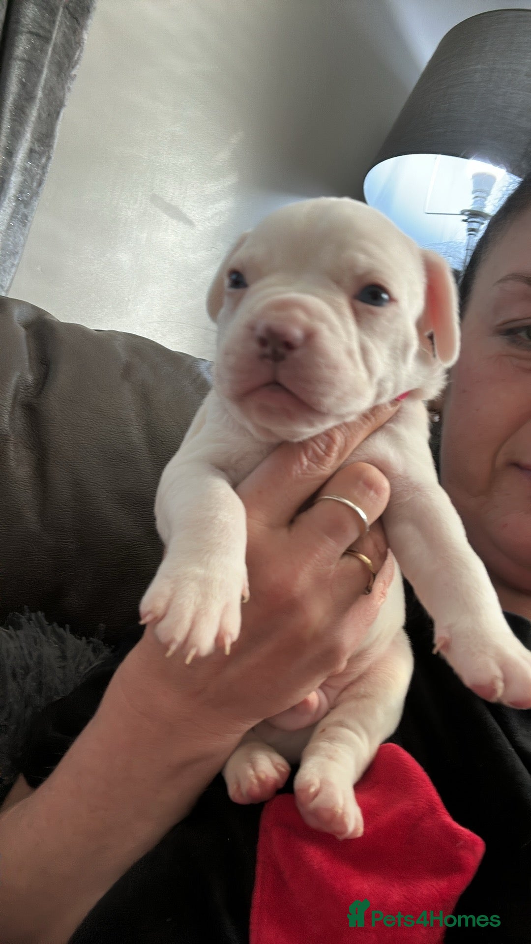 Mixed Breed dogs for sale: French bulldog x American bulldog Ready Now  - Advert 31