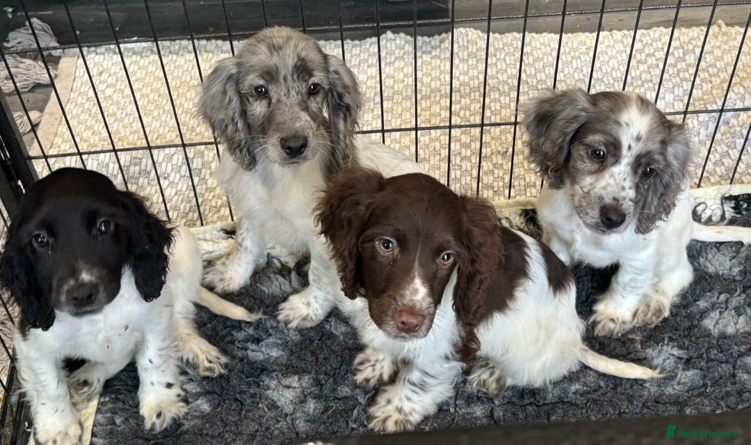 Cocker Spaniel dogs for sale: Cocker spaniel pups  - Image 9
