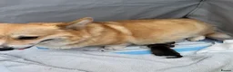 Welsh Corgi Pembroke dogs for sale: Welsh Pembroke Corgi - Advert 25