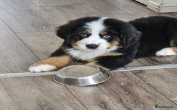 Bernese Mountain Dog dogs for sale: 5 months old beautiful boy Bernese Mountain dog - Image 11