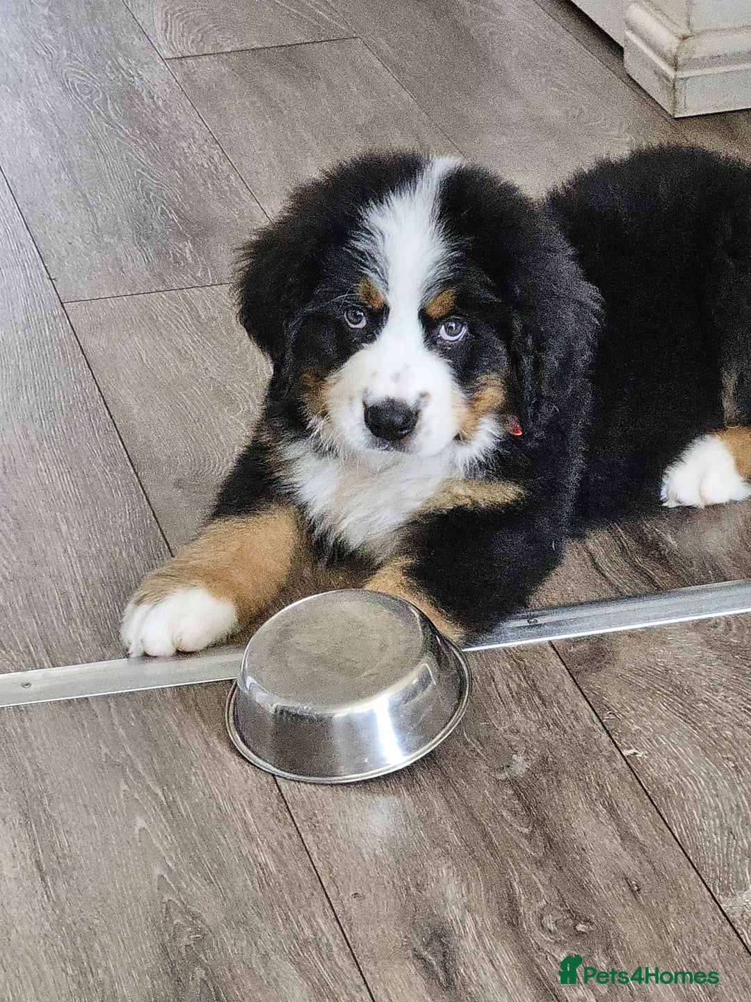 Bernese Mountain Dog dogs for sale: 5 months old beautiful boy Bernese Mountain dog - Image 11