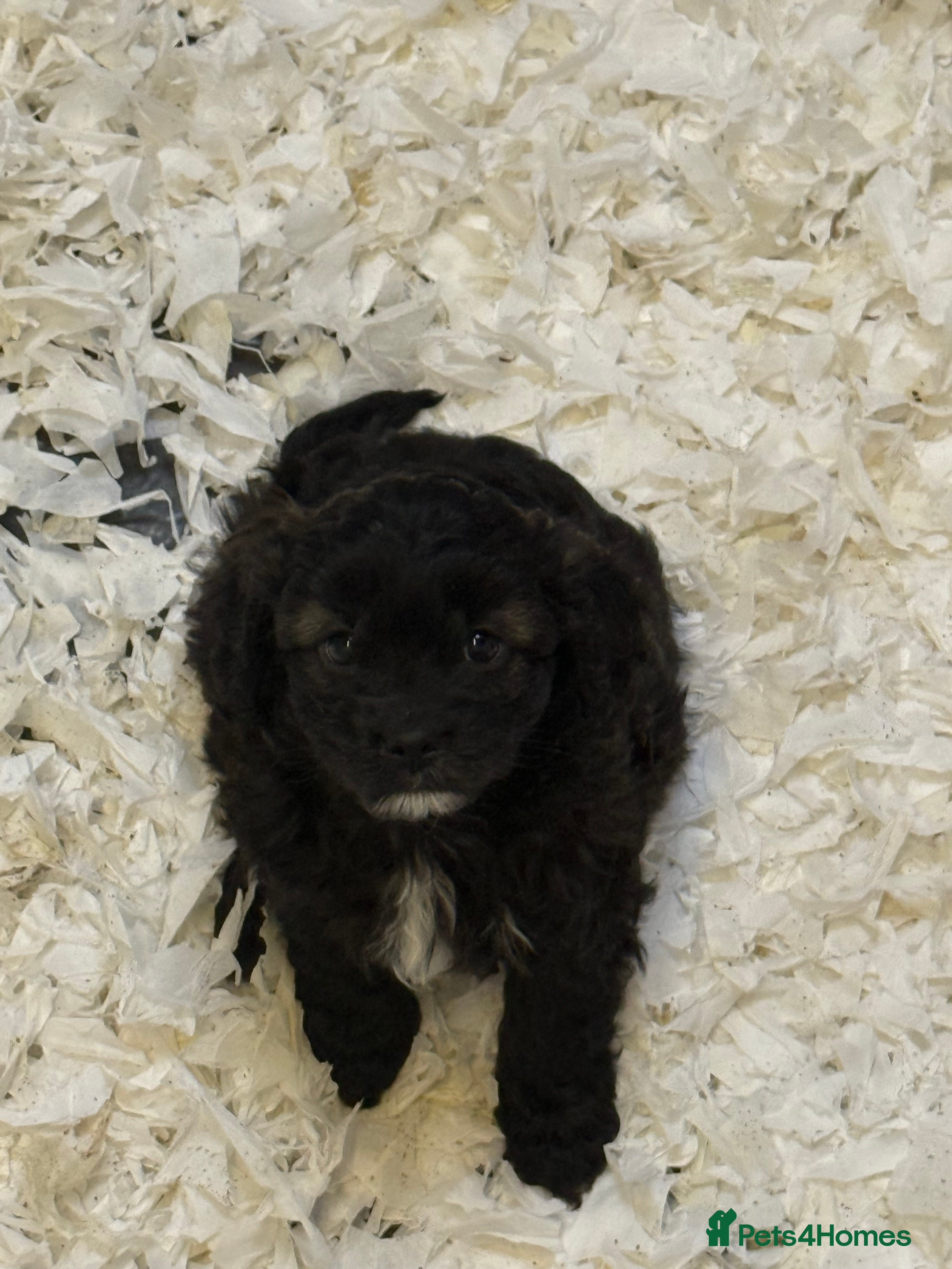 Cavapoo dogs Ready Now Stunning F1 Cavapoos  - Advert 5