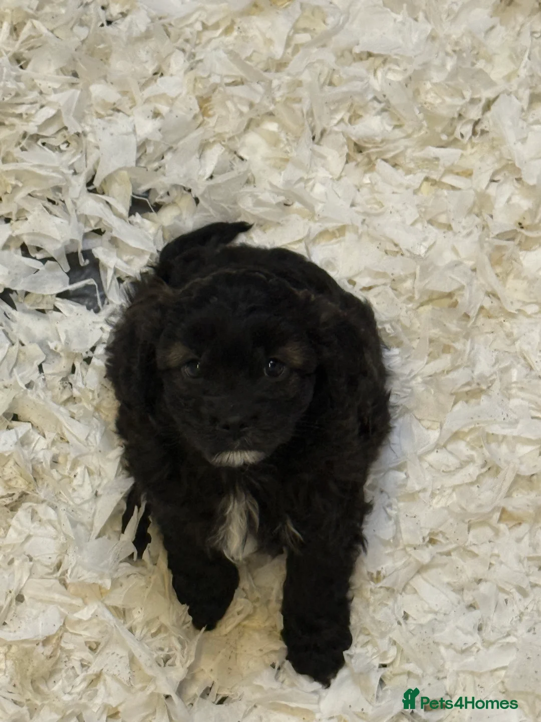 Cavapoo dogs for sale: Ready Now Stunning F1 Cavapoo boy - Advert 2
