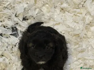 Cavapoo dogs Ready Now Stunning F1 Cavapoos - Advert 5