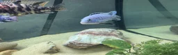 Cichlids fish for sale: Powder blue cichlids - Advert 3