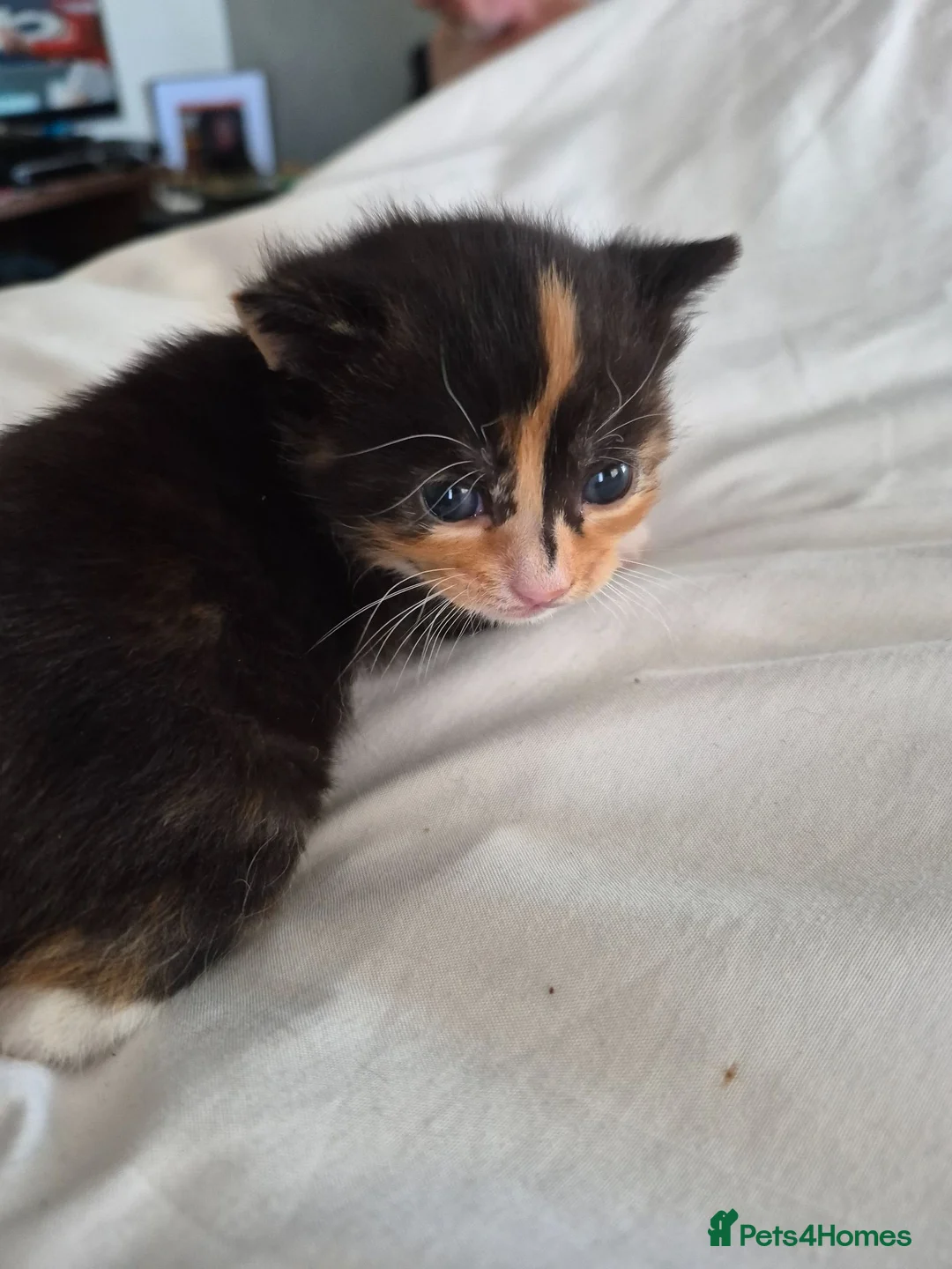 Mixed Breed cats for sale: Beautiful calico male kitten - Advert 4