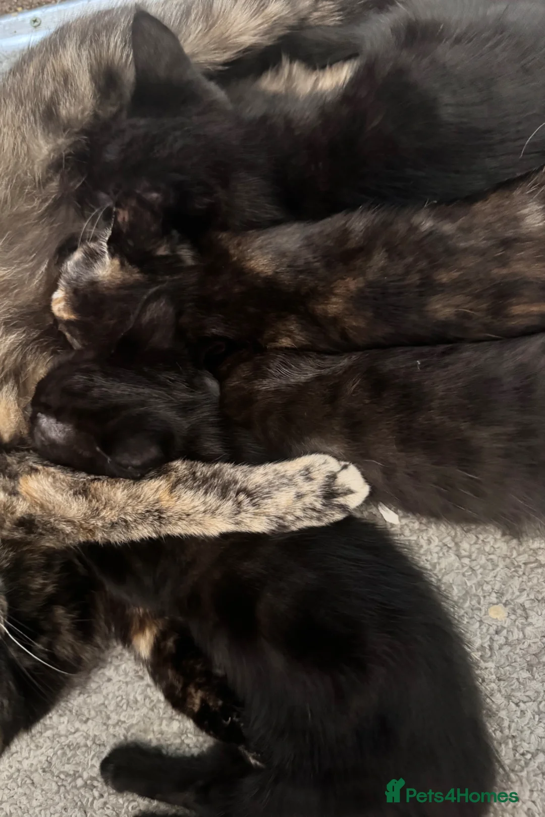 Mixed Breed cats for sale: 2 girl kittens left  - Advert 1