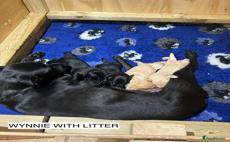 Labrador Retriever dogs - Advert 2