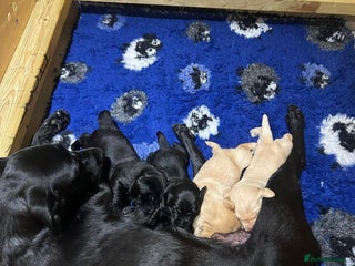 Labrador Retriever dogs - Advert 35