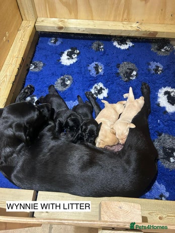 Labrador Retriever dogs - Advert 14