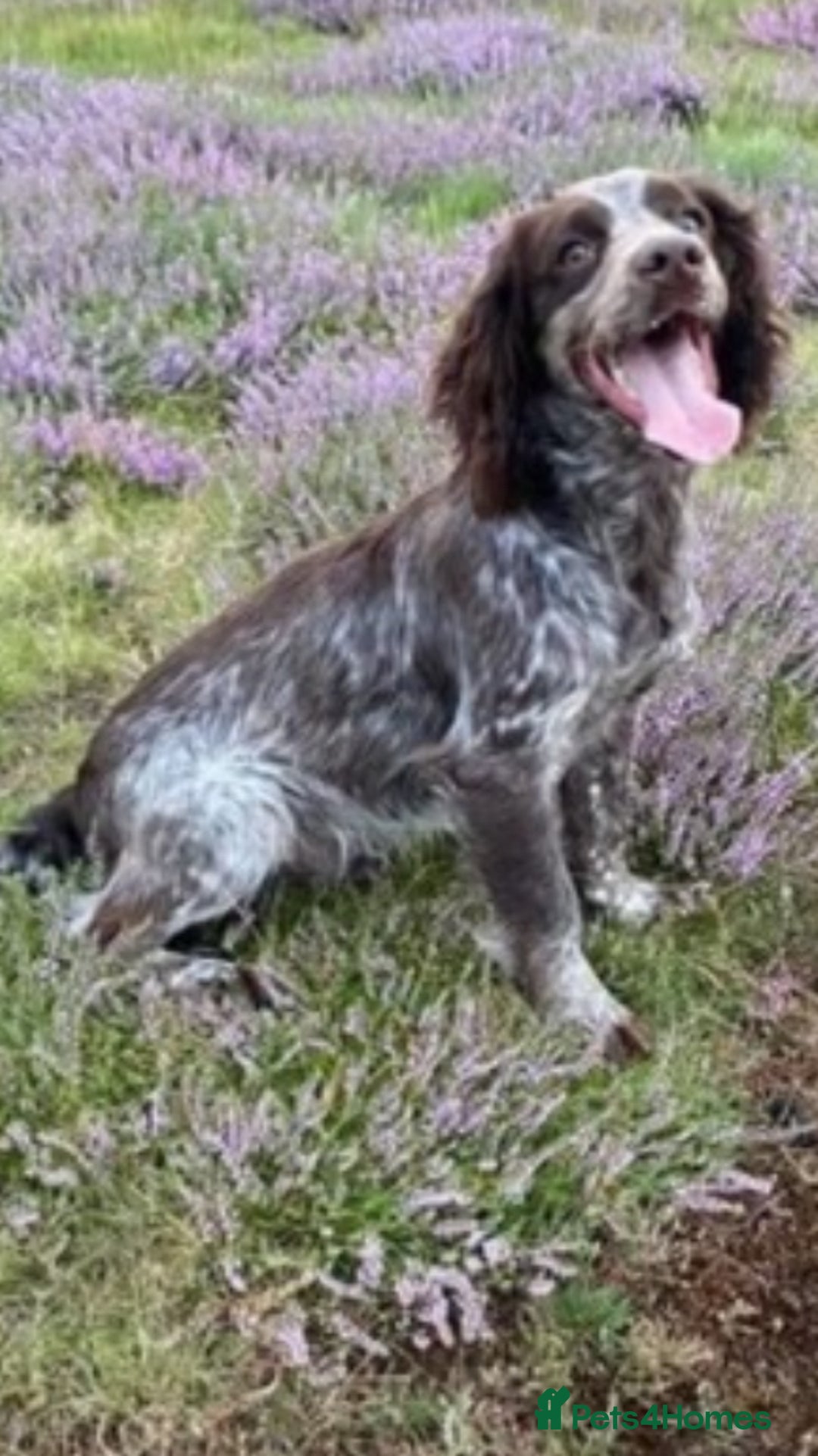 Cocker Spaniel dogs for sale: Working Cocker spaniel  - Advert 5