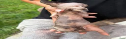 Sphynx cats for sale: Price reduced Tica registered Sphynx kitten - Advert 11
