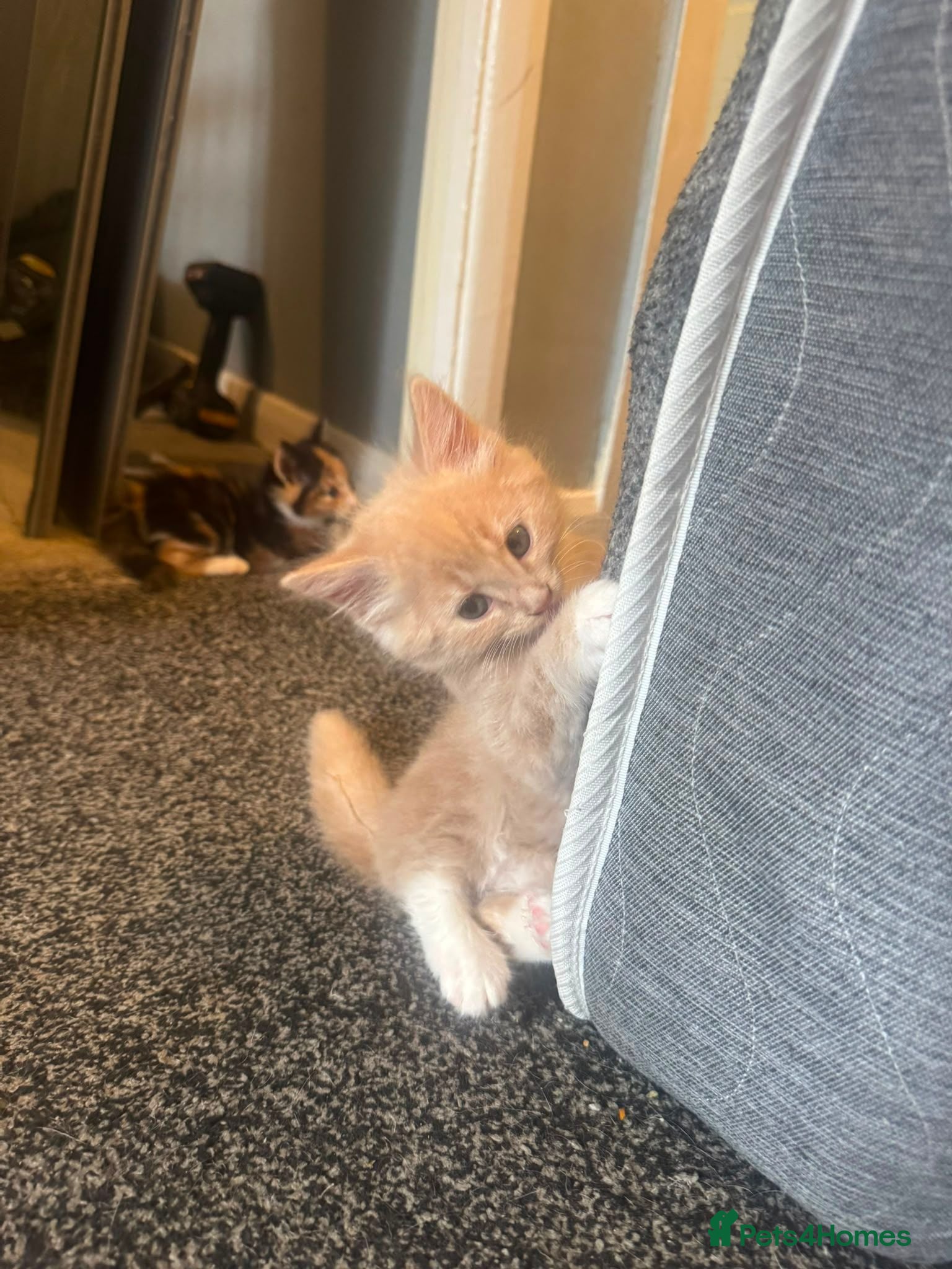 Mixed Breed cats Mixed half mainecoon kittens - Advert 16