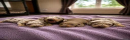 Miniature Dachshund dogs for sale: 4 miniature KC dachshund puppy’s  - Advert 2