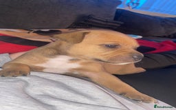 Staffordshire Bull Terrier dogs for sale: Staffordshire Bull Terrier Puppies – Rare colours - Image 4