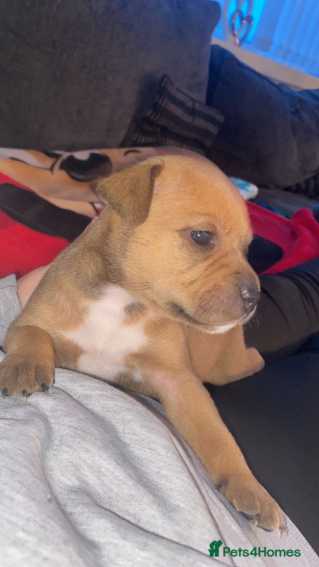 Staffordshire Bull Terrier dogs for sale: Staffordshire Bull Terrier Puppies – Rare colours - Image 4