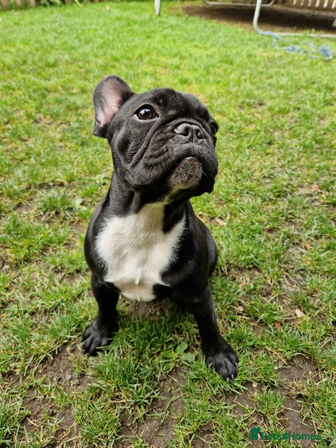 French Bulldog dogs for sale: Beautiful French Bulldog,Looking for a Loving Home - Advert 7