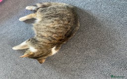 Mixed Breed cats for sale: 3 Gorgeous Bengal x kittens all female  - Image 4