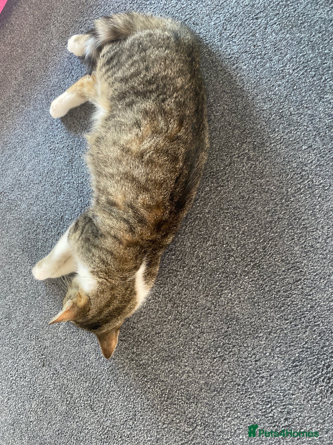 Mixed Breed cats for sale: 3 Gorgeous Bengal x kittens all female  - Image 4