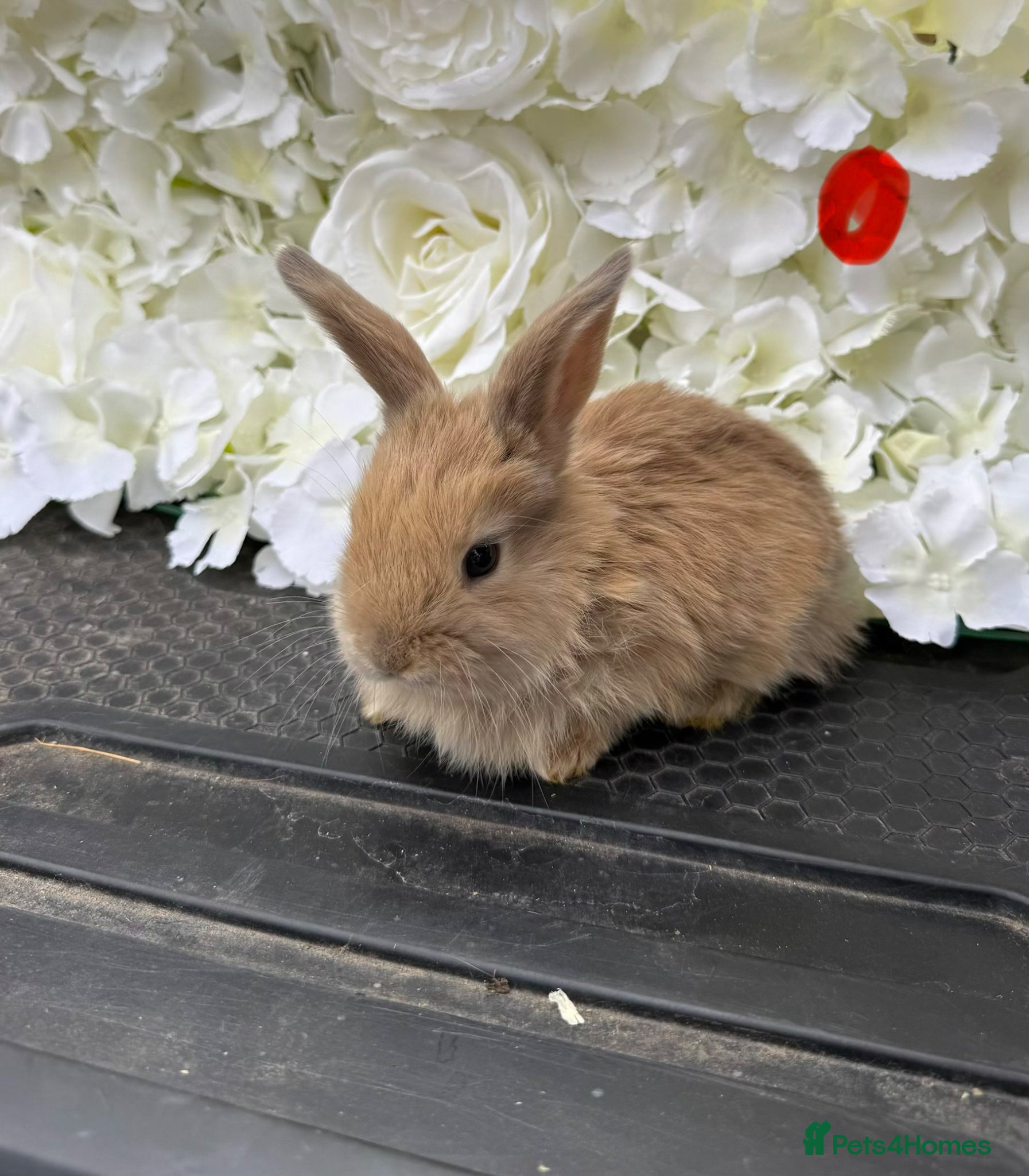 Continental Giant rabbits 3 x Does Continental X French lop Giants - Advert 1