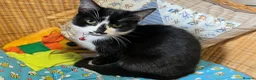 Mixed Breed cats for sale: male cat - Advert 4