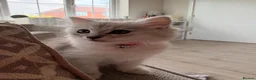 Persian cats for sale: Catherine – Persian Silver-Tipped Chinchilla 🩷 - Advert 3