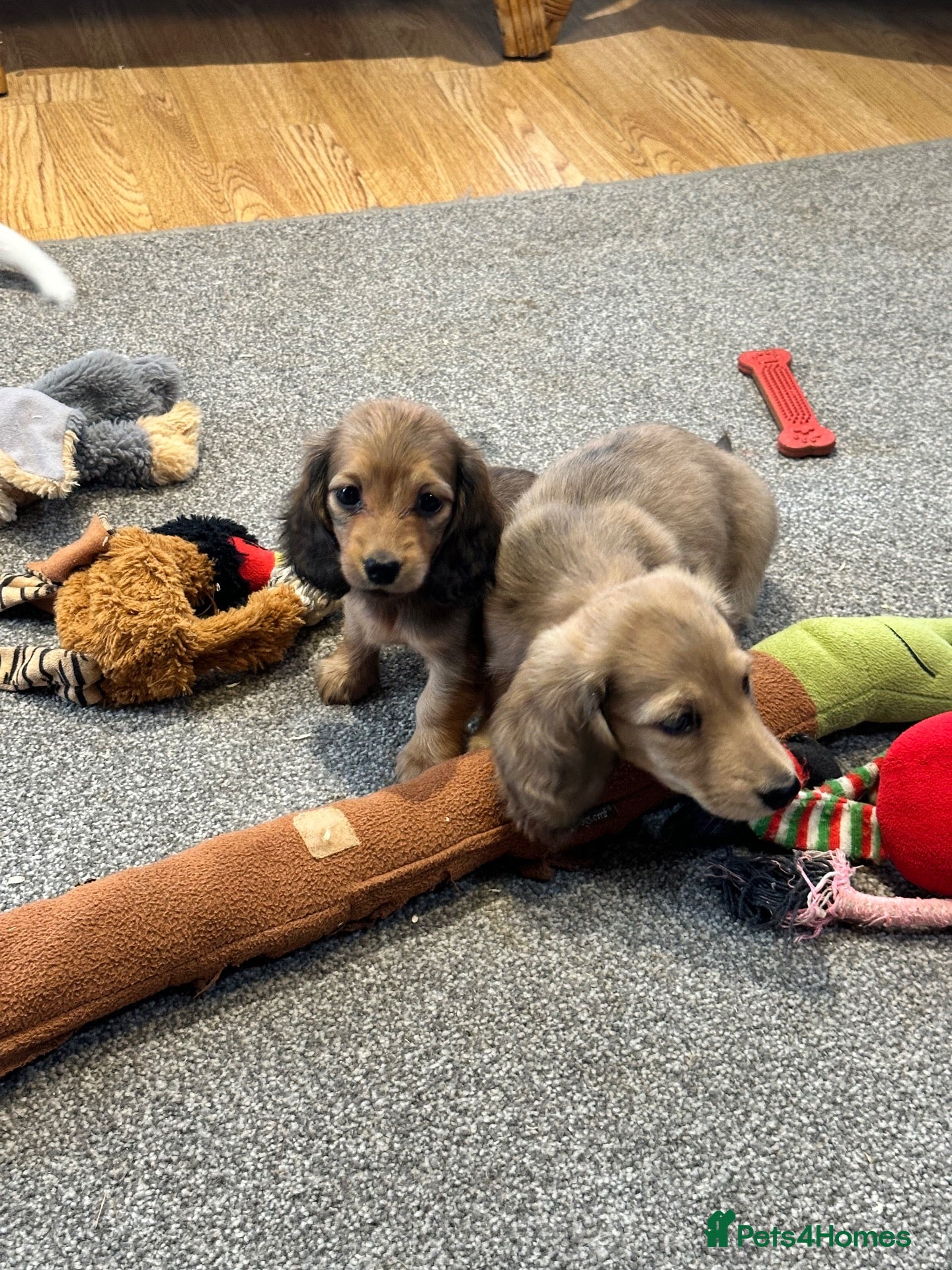 Miniature Dachshund dogs Cream dapple boy and shaded red girl - Advert 1