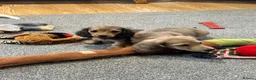 Miniature Dachshund dogs for sale: Cream dapple boy and shaded red girl - Advert 1