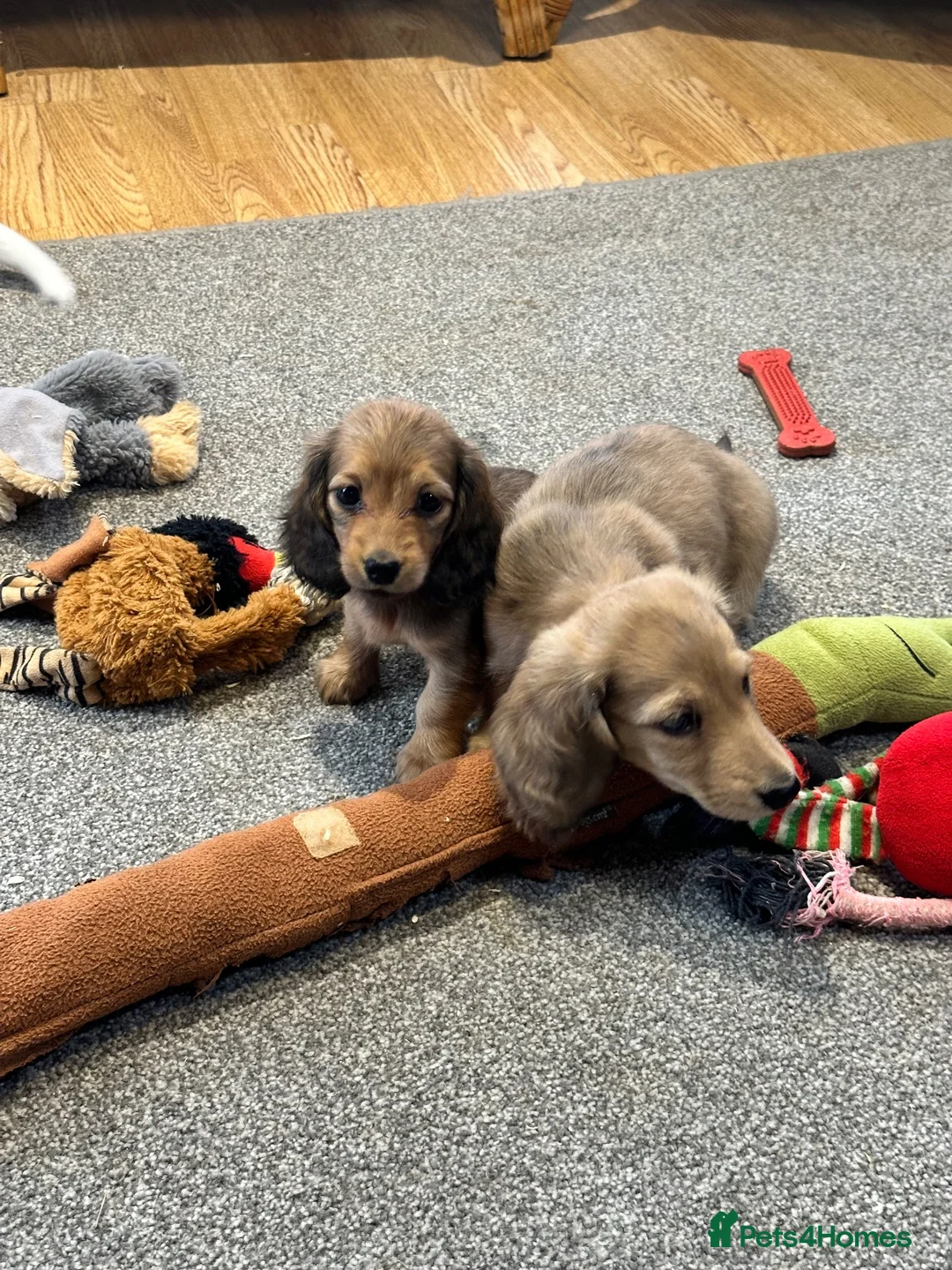 Miniature Dachshund dogs for sale: Cream dapple boy and shaded red girl - Advert 1