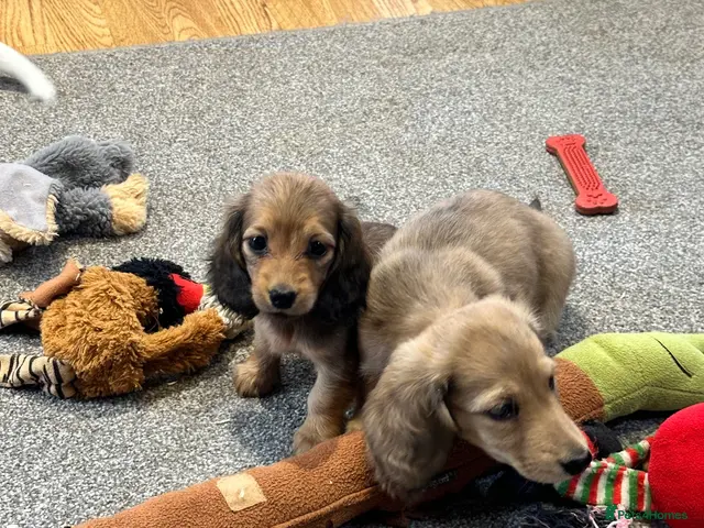 Miniature Dachshund dogs Cream dapple boy and shaded red girl - Advert 13
