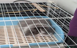 Angora rabbits for sale: Teddy widder Rabbit - Image 3