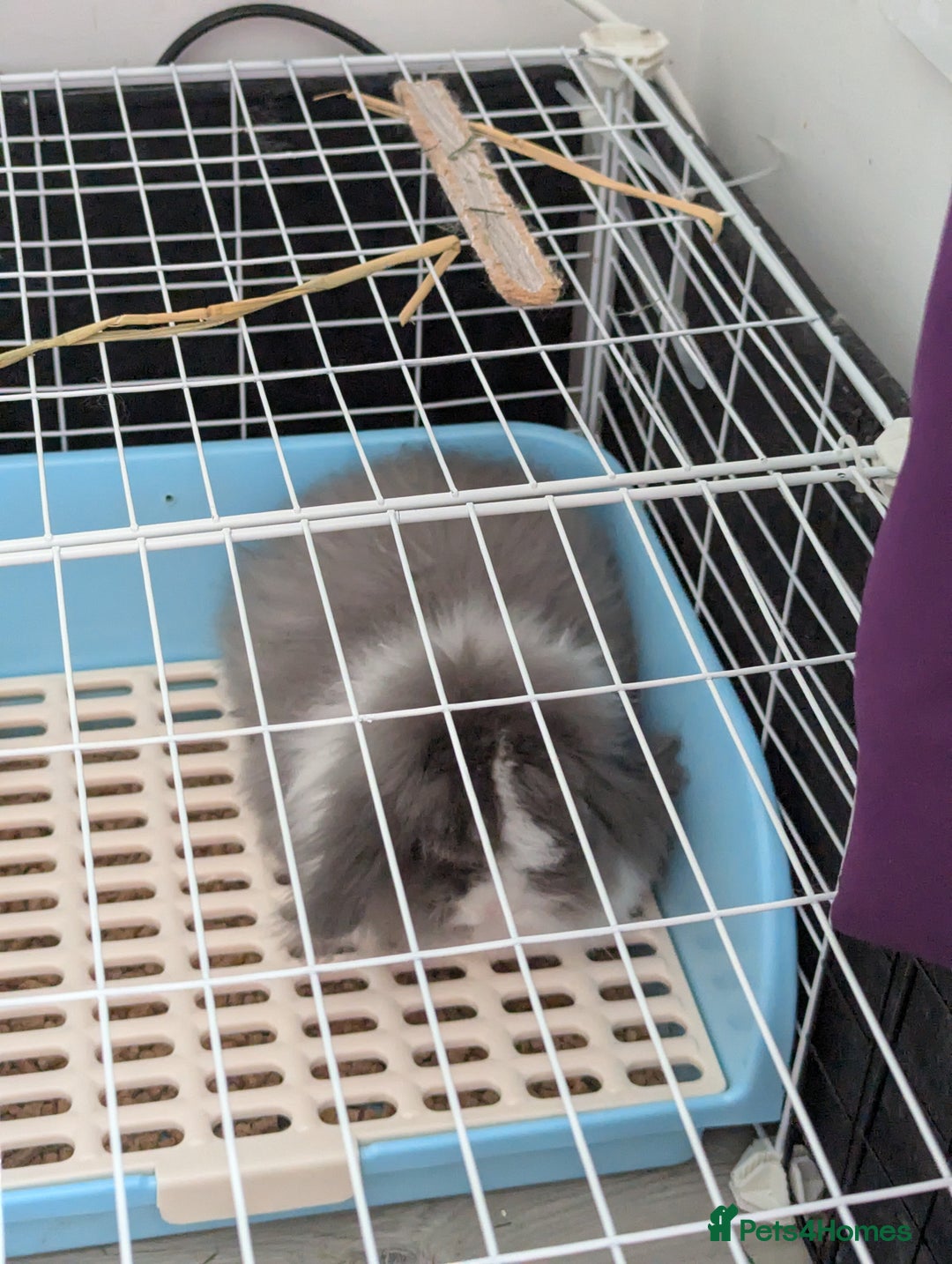 Angora rabbits for sale: Teddy widder Rabbit - Image 3