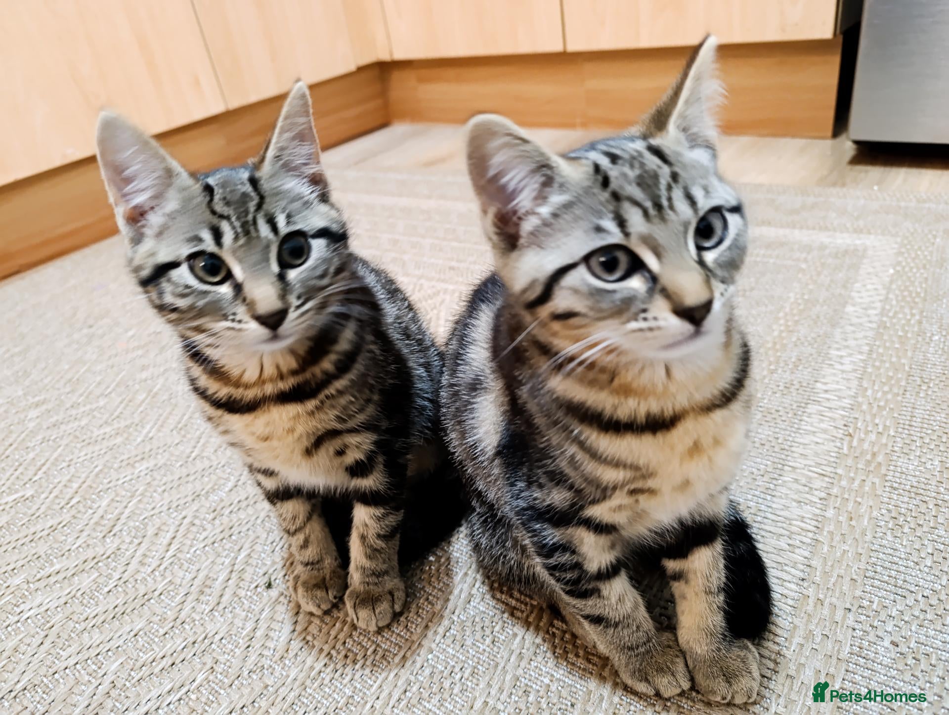 Mixed Breed cats Two kittens - Advert 2