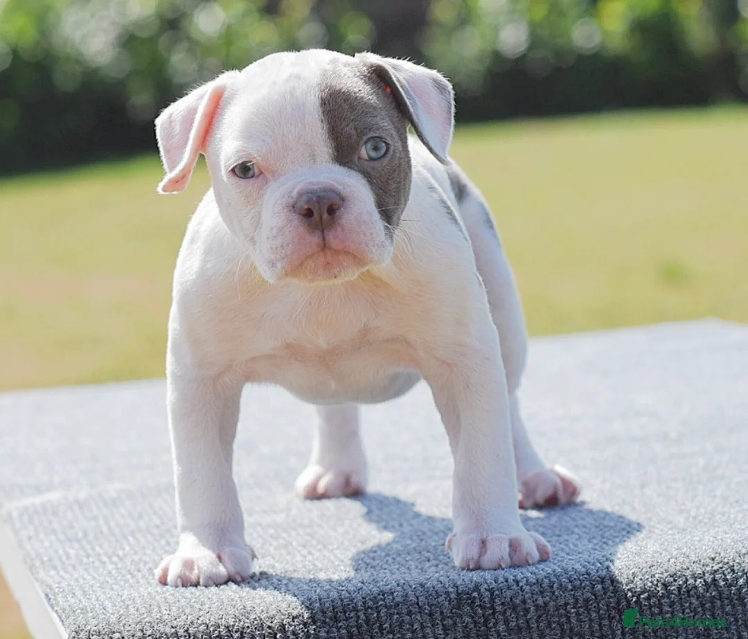 Old Tyme Bulldog dogs for sale: 23 years 5⭐️licensed Registered Breeder.  - Advert 2