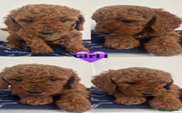Cockapoo dogs for sale: Cockapoo babies  - Image 1