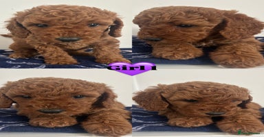 Cockapoo dogs - Advert 9