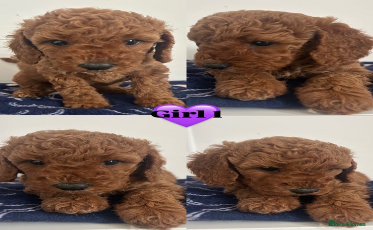 Cockapoo dogs - Advert 14
