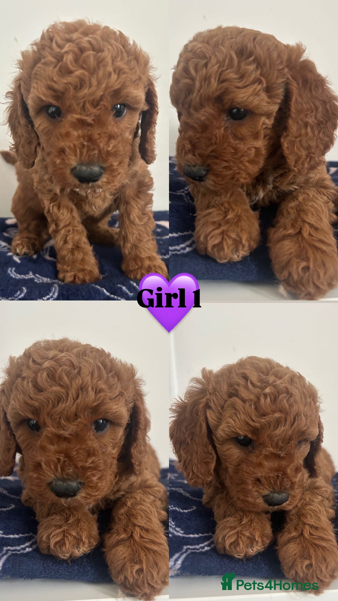 Cockapoo dogs for sale: Cockapoo babies  - Image 1
