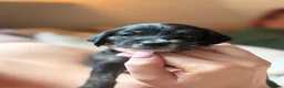 Mixed Breed dogs for sale: Miniature Poodle Cross Puppies  - Advert 30