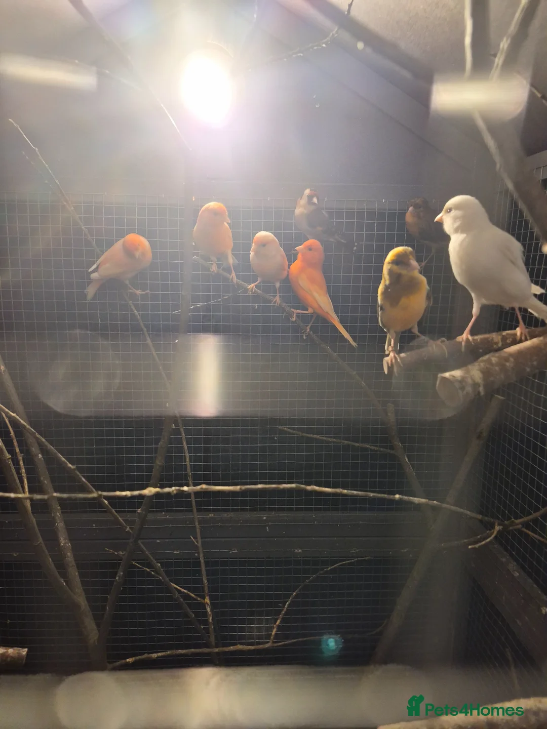 Canaries birds for sale: Canarys  - Advert 2