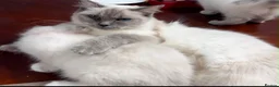 Ragdoll cats for sale: Ragdoll for sale - Advert 9