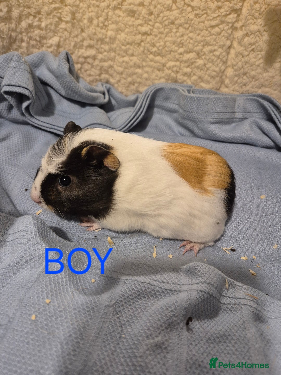 Guinea Pig rodents for sale: Sows and Boars available, can deliver x - Advert 6