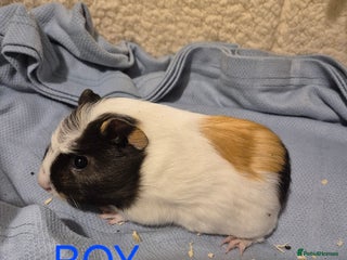 Guinea Pig rodents Sows and Boars available, can deliver x - Advert 9