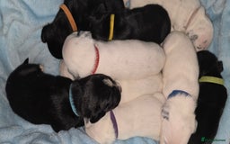 Mixed Breed dogs for sale: Beautiful Dalatian x Lab pups - Image 7